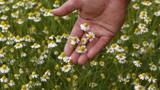 Натурални лекарства, които трябва да имаме винаги в аптечката