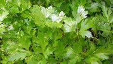 Лед и магданоз помагат срещу торбички под очите