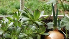 Кулинарен алпинеум с лук на прозореца