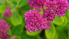 Тлъстига – красив домашен дебелец