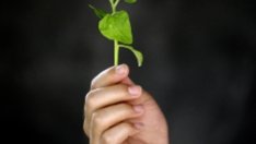 Храни, богати на желязо за бъдещите майки