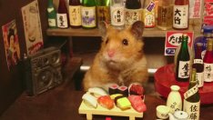 Пухкави хамстери правят коктейли (галерия)