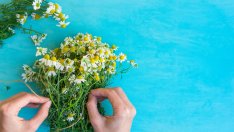 6 от най-добрите билки за женското здраве