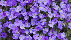 Аубриеция – пищна украса за балкона и градината 