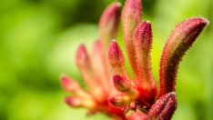 Кенгурово цвете – красиво, но и с много претенции