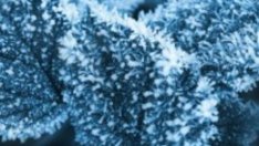 Различаваме ли степените на измръзване?