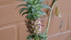 Как да си отглеждаме ананас-джудже?