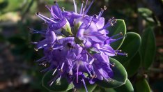 Хеба – как да отглеждаме тази красавица?