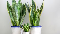 Сансевиера – съвети за отглеждане и буен растеж