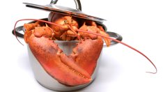 Знаете ли, че... омарите са канибали със синя кръв?