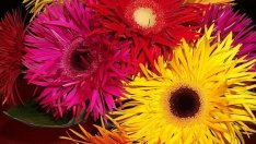 Хрумвало ли ви е да отглеждате гербер у дома? 