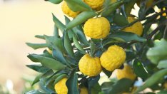 Китайският плод юзу и неговите ползи за здравето 