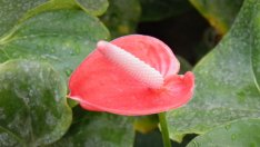 Антуриум – фламингото у дома