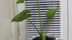 Как да си отгледаме трилистник?