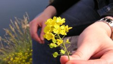 Прошката лекува негативните емоции и спомени