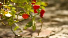 Шипките облекчават неразположенията при остеоартрит