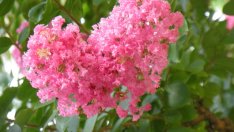 Индийски люляк за заклети романтички