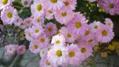 Хризантемата – символ на щастие и на тъга