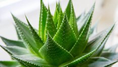 Чудните ползи от алое вера
