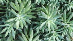 Граптоверия – как да отглеждаме нежния сукулент 