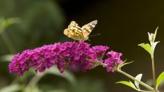 Най-ароматните парфюми на природата