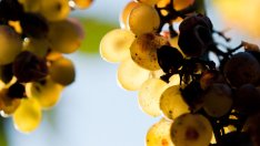 4 храни с мощна лечебна сила