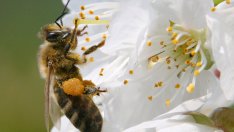 Пчелният прашец помага за зачеване и при проблеми с простатата