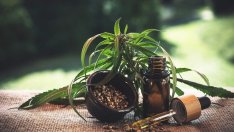 Как да засилите имунитета си с помощта на конопено масло