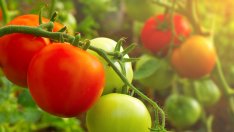 Богати на желязо храни, борещи се с анемията (галерия)