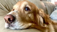 Мълчаливи признаци, че кучето ви страда от депресия 