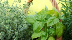 Билки за мощна стимулация на енергийните нива