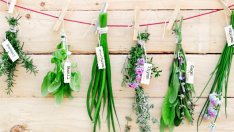 За какво помагат едни от най-често използваните подправки