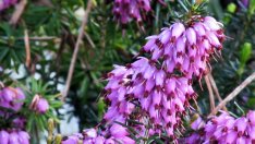 Ерика – нежна красота в саксия 