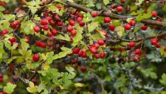 Глог за здрави нерви и сърдечни проблеми