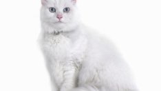 Как котките лекуват?