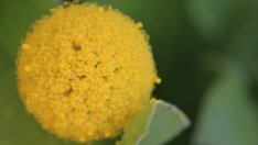 Краспедия – кълбовидното цвете