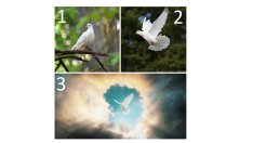 Тест: Изберете бял гълъб и вижте посланието му за вас