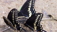 Притча за трите пеперуди