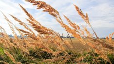 Пълнозърнести култури, подходящи за бебета