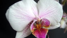 Растения, които през 2014 ще донесат късмет в дома и офиса