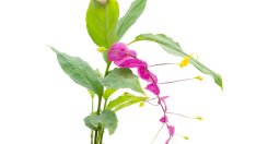 Глоба – как да отглеждаме красивата тропическа фея?