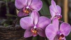 Фаленопсис – нежната пеперудена орхидея 
