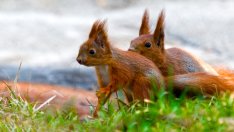 Притча за двете катерици 