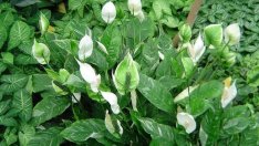 Растенията, които прочистват дома най-добре 