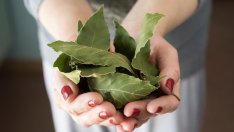 Страхотните ползи за здравето от дафиновия лист