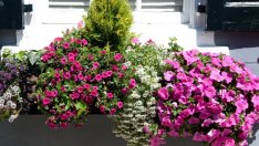 Цветята, които премахват умората и депресията