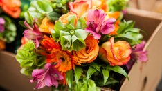 Символно значение на едни от най-красивите цветя