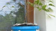 Морскосиньо за лятно настроение