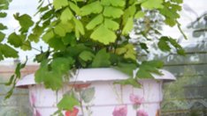 Нов дом за цветята