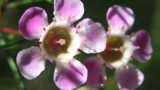 Хамелауциум – полъх на австралийска екзотика